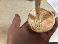 Saproamanita nauseosa