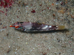 Halichoeres hortulanus