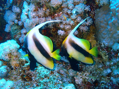 Heniochus intermedius