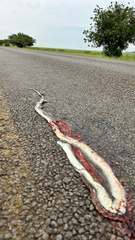 Dendroaspis polylepis