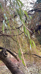 Salix babylonica