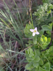 Heliophila carnosa