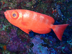 Heteropriacanthus carolinus