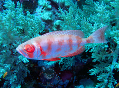 Heteropriacanthus carolinus
