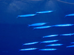 Hyporhamphus affinis