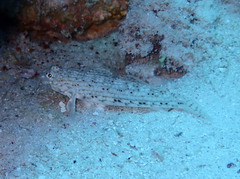 Istigobius decoratus