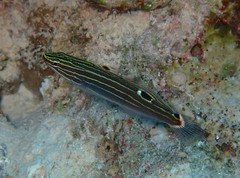 Koumansetta hoesei