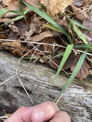 Oryzopsis asperifolia