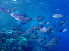 Kyphosus cinerascens