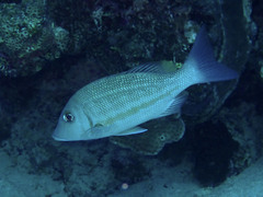 Lethrinus obsoletus