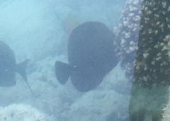 Zebrasoma scopas