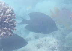 Acanthuridae