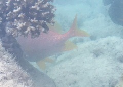 Sargocentron spiniferum