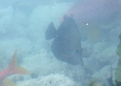 Zebrasoma scopas