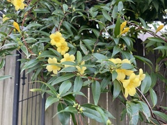 Gelsemium sempervirens