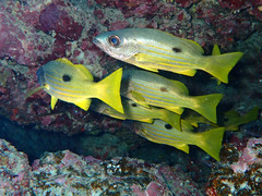 Lutjanus fulviflamma