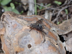 Platystoma euphorbiinum