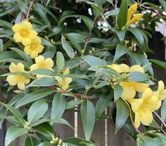 Gelsemium sempervirens