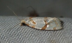 Aethes ringsi