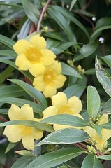 Gelsemium sempervirens