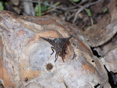 Platystoma euphorbiinum