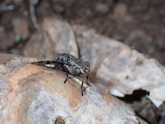 Platystoma euphorbiinum