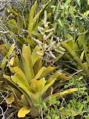 Wittmackia patentissima