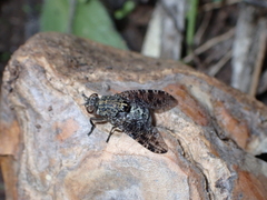 Platystoma euphorbiinum