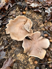 Clitocybe brunneocephala