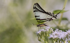 Protesilaus protesilaus