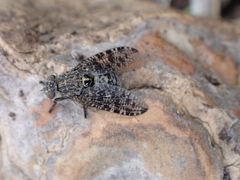 Platystoma euphorbiinum