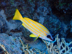 Lutjanus kasmira