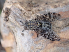 Platystoma euphorbiinum