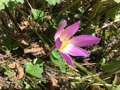 Colchicum speciosum