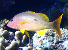 Lutjanus monostigma