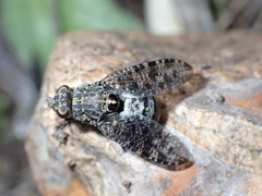 Platystoma euphorbiinum