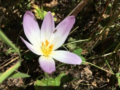 Colchicum speciosum