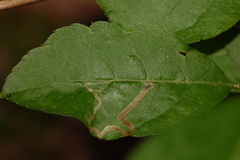 Phytomyza ilicis group