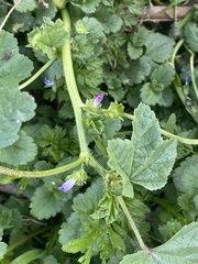 Malva nicaeensis