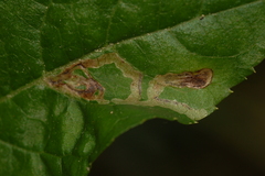 Phytomyza ilicis group