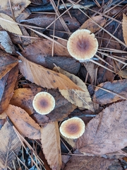 Gymnopus brassicolens