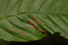 Dasineura pudibunda