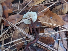 Gymnopus brassicolens