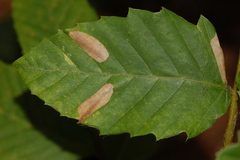 Phyllonorycter maestingella