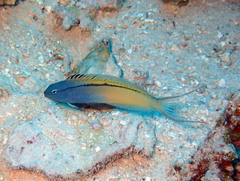 Blackline Fangblenny photo 1