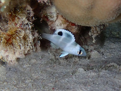 Monotaxis grandoculis