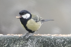 Parus major