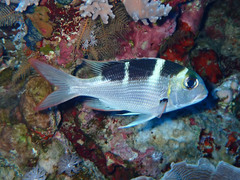 Monotaxis grandoculis