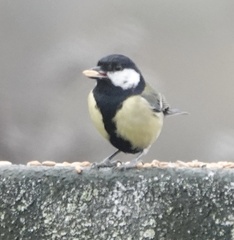 Parus major