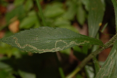 Liriomyza eupatorii